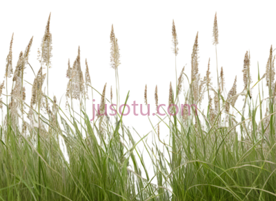 植物,自然生长,绿色, PNG