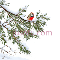 雪松,插画,绿色PNG