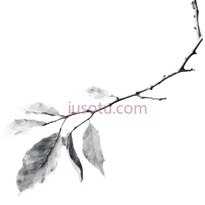 树枝,叶子,黑白摄影,白色, PNG