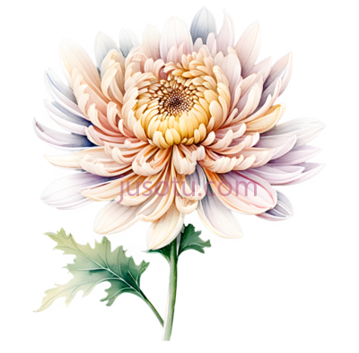 古风菊花,花瓣, PNG