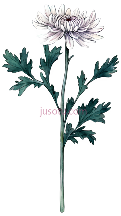 菊花,插画,白色,绿色, PNG
