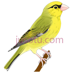 鸟,插画,黄色PNG