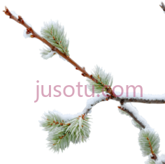 柳树枝,自然,绿色PNG