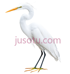 白鹭PNG