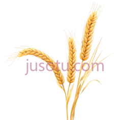麦穗,插画,金黄色PNG