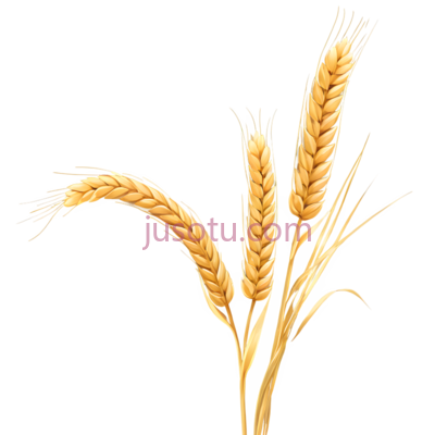 麦穗,插画,金黄色, PNG