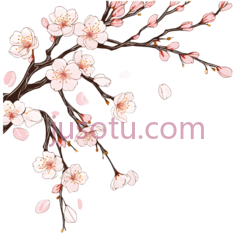 樱花,插画,粉色,白色PNG