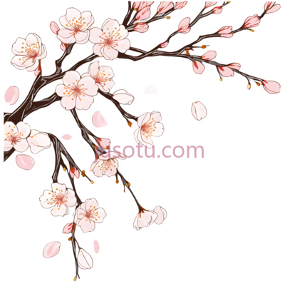 樱花,插画,粉色,白色, PNG