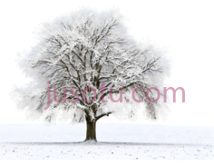 树,冬季雪景,白色PNG