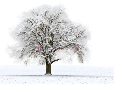 树,冬季雪景,白色, PNG
