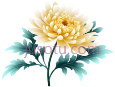 菊花,丝绸PNG