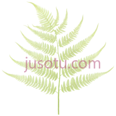 蕨类植物PNG
