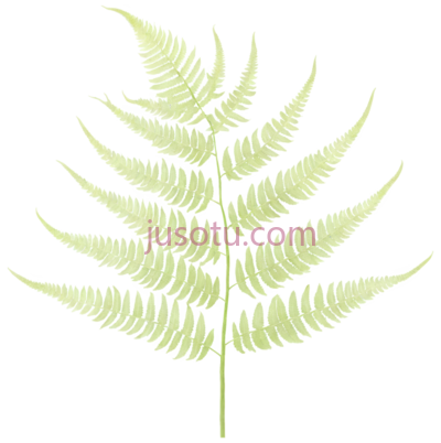 蕨类植物, PNG
