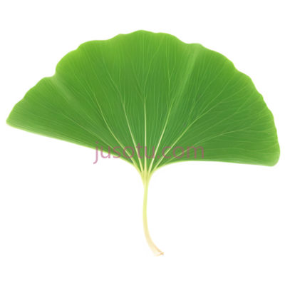 银杏叶, PNG