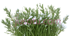 植物,自然生长,绿色,白色PNG