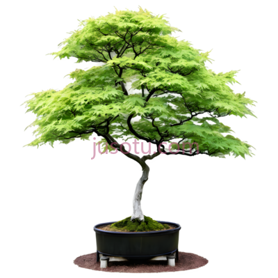枫树, PNG