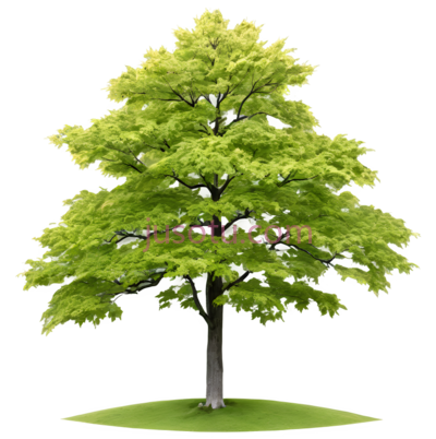 枫树, PNG