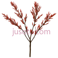 树枝PNG