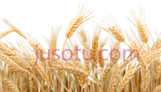 麦穗,自然,金黄色PNG