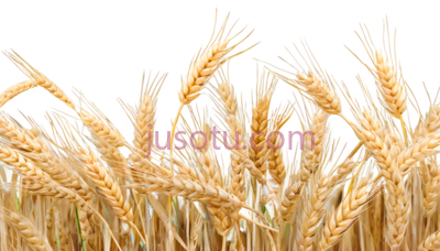 麦穗,自然,金黄色, PNG