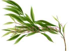 篦子叶, PNG
