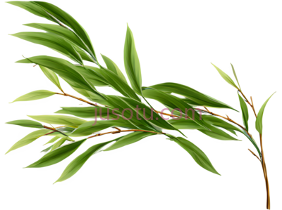 篦子叶, PNG
