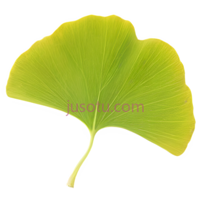 银杏叶, PNG
