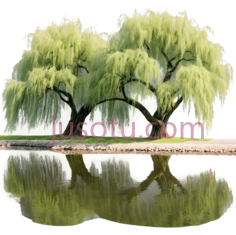 柳树,自然景观,绿色PNG