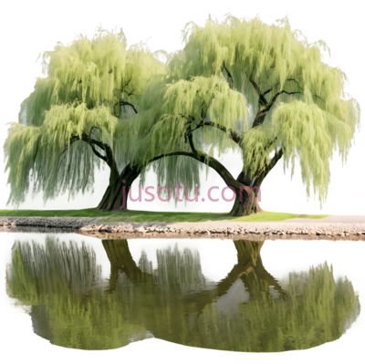 柳树,自然景观,绿色, PNG