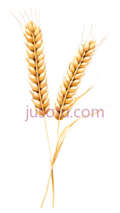 麦穗,插画,金黄色PNG