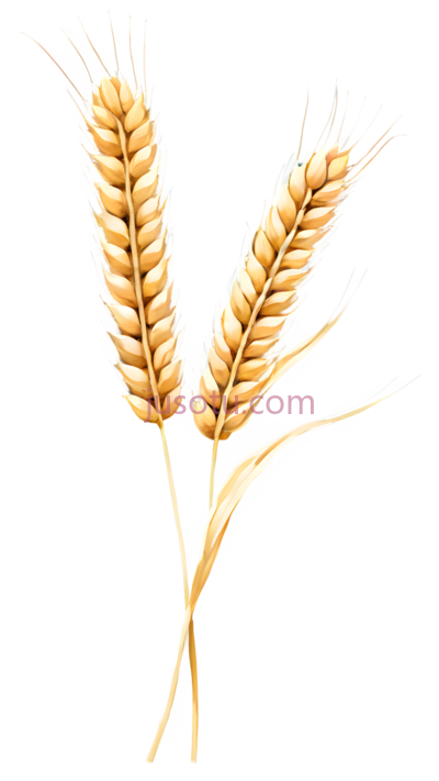 麦穗,插画,金黄色, PNG