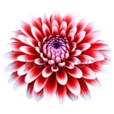 红菊,编织PNG
