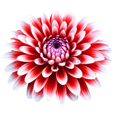红菊,编织, PNG