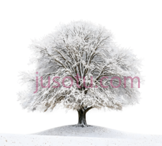 树,雪覆盖,白色PNG