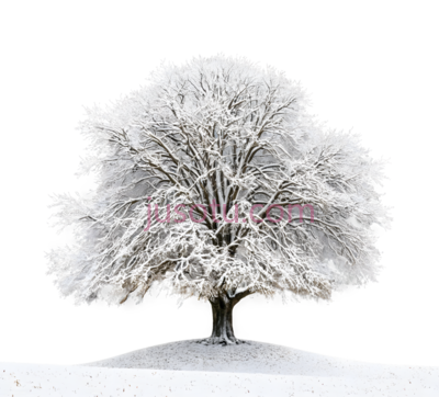 树,雪覆盖,白色, PNG