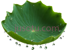 荷叶,自然,绿色PNG