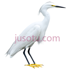 白鹭,白色PNG