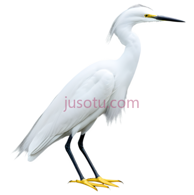 白鹭,白色, PNG