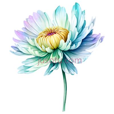 菊花,花朵, PNG