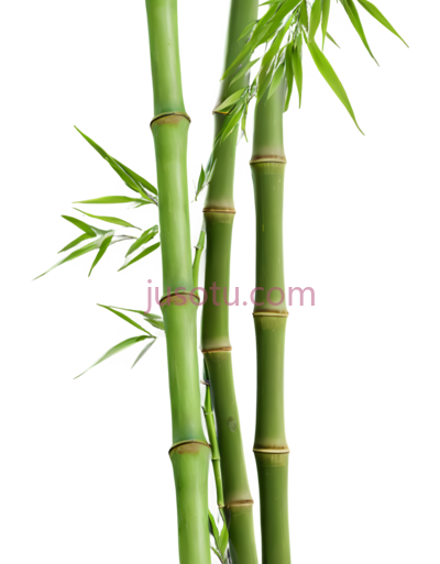 竹子,弯曲, PNG