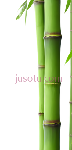 绿色竹子PNG