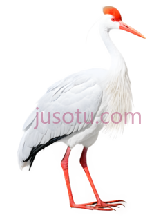 鹤,白色,橙色PNG