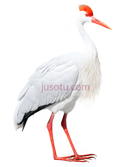 鹤,白色,橙色, PNG