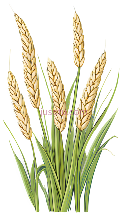 大米,稻穗, PNG