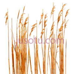 麦穗,插画,黄色PNG