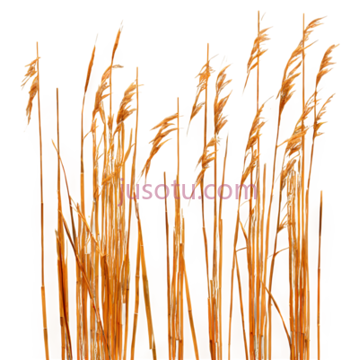 麦穗,插画,黄色, PNG
