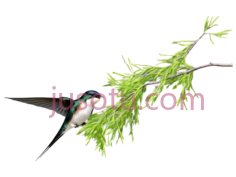 松树枝,自然,绿色PNG