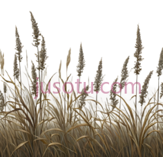 芦苇,插画,金色PNG