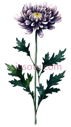 菊花,插画,紫色PNG