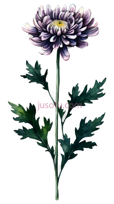 菊花,插画,紫色, PNG